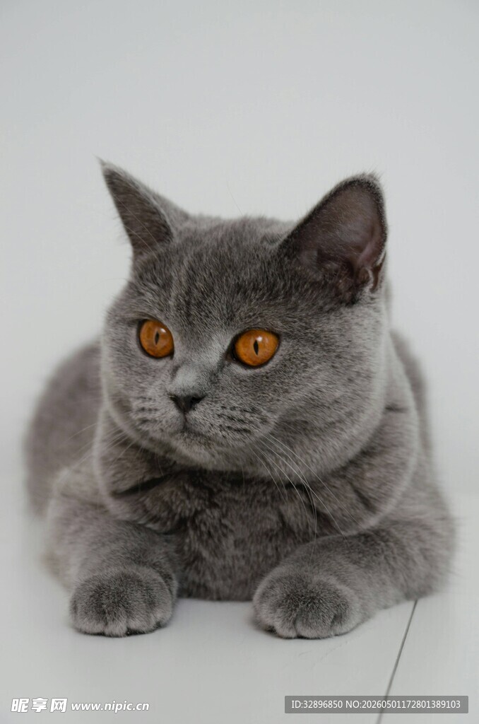 灰色英短猫侧卧凝视