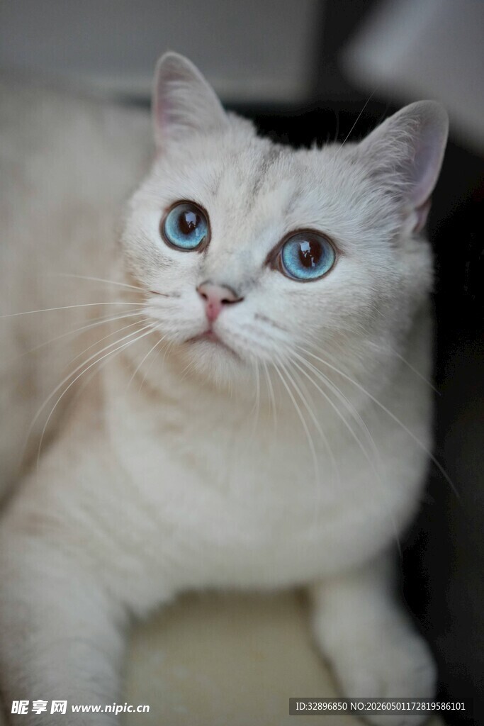蓝眼白猫可爱模样