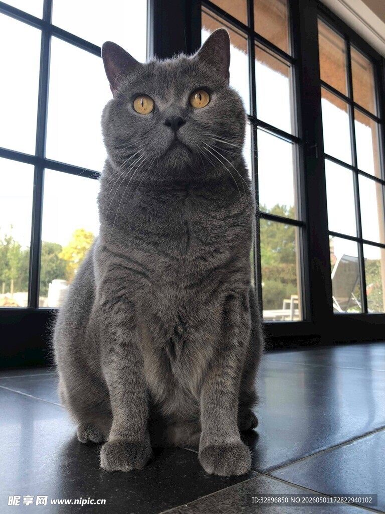 窗边端坐的灰毛猫咪