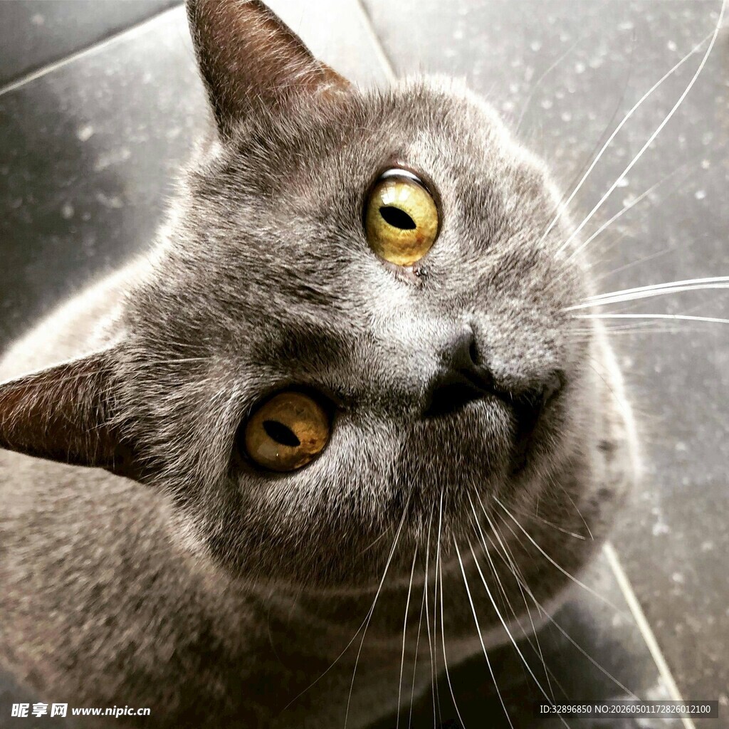 仰头凝视的可爱灰猫