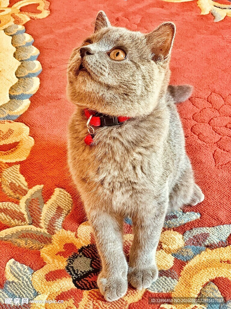 可爱猫咪坐于花纹地毯上