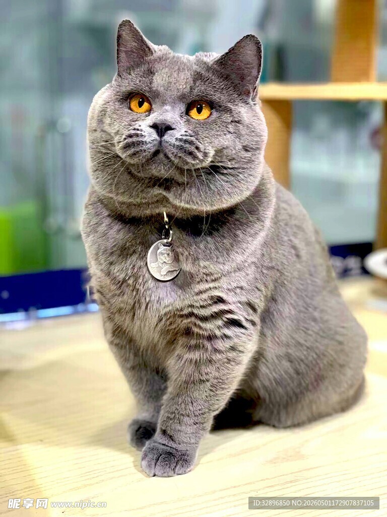 灰蓝猫咪佩戴项圈端坐