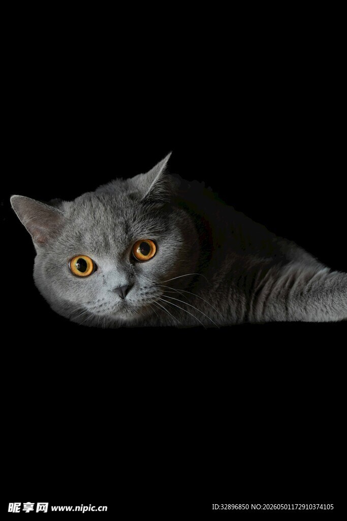 灰猫凝视