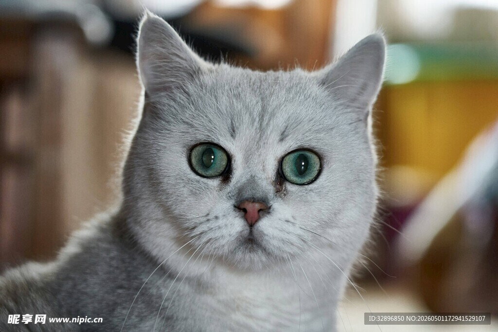 银灰猫咪大眼睛凝视