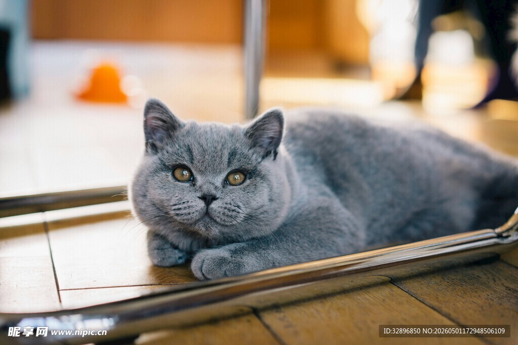 慵懒灰猫惬意趴于地板