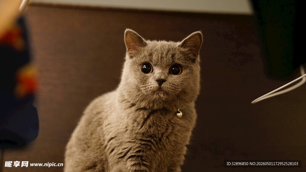 可爱猫咪专注看逗猫棒