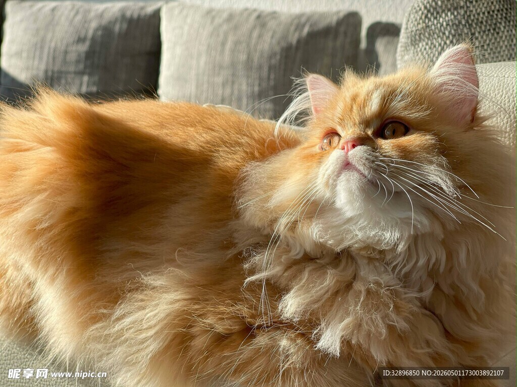 长毛橘猫抬头瞬间