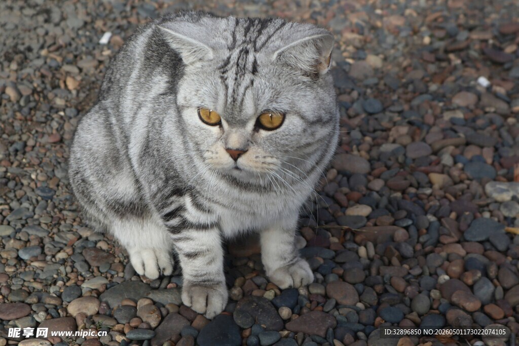 灰纹猫咪蹲坐碎石地面