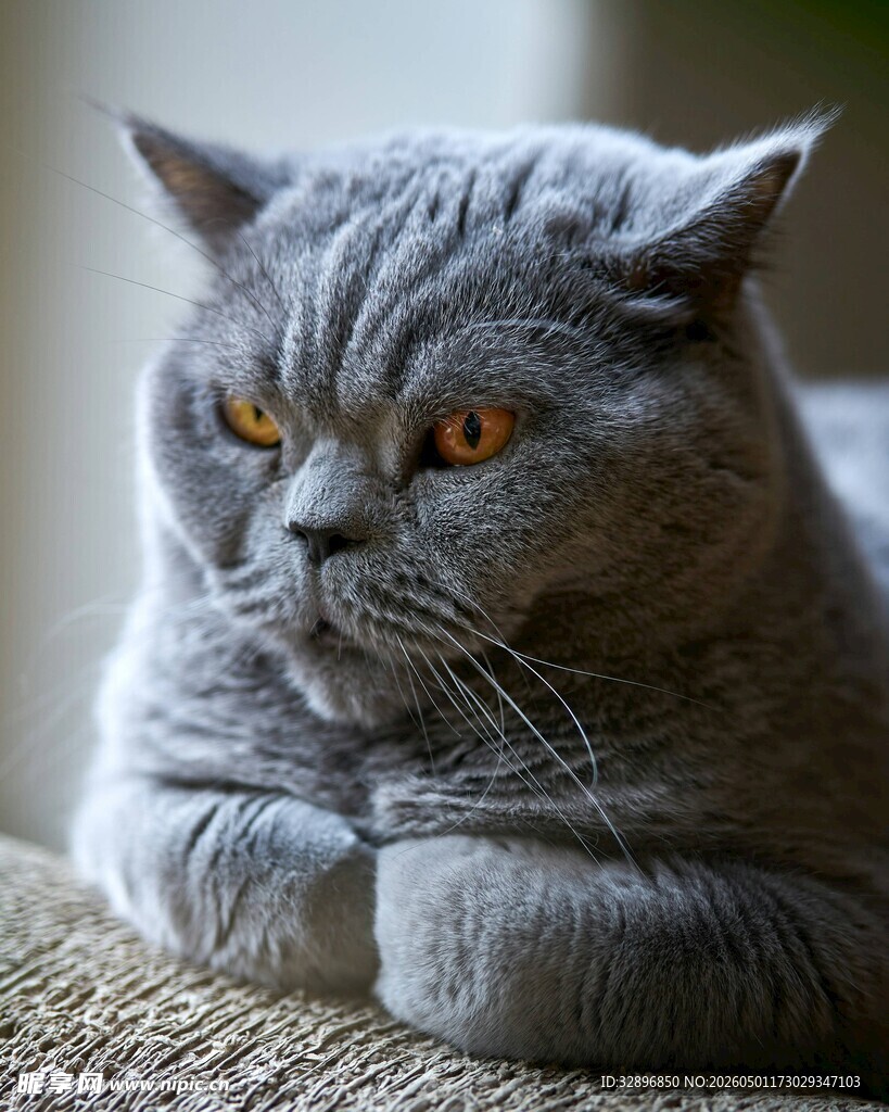 趴着的灰蓝色猫咪