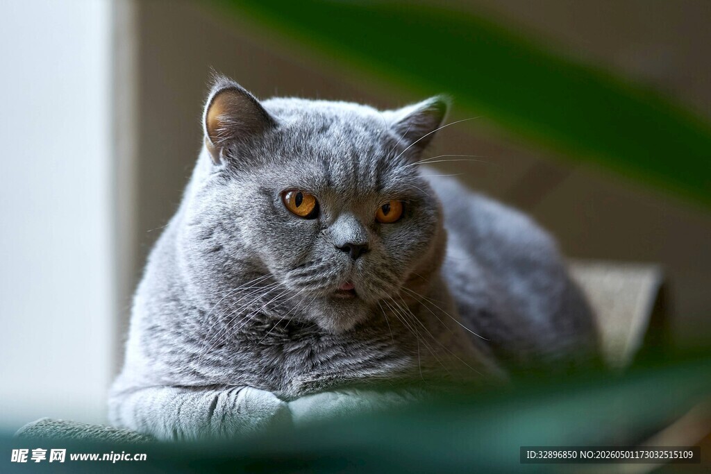 灰色猫咪悠闲趴坐