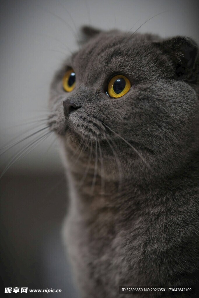 灰蓝猫咪抬头凝视