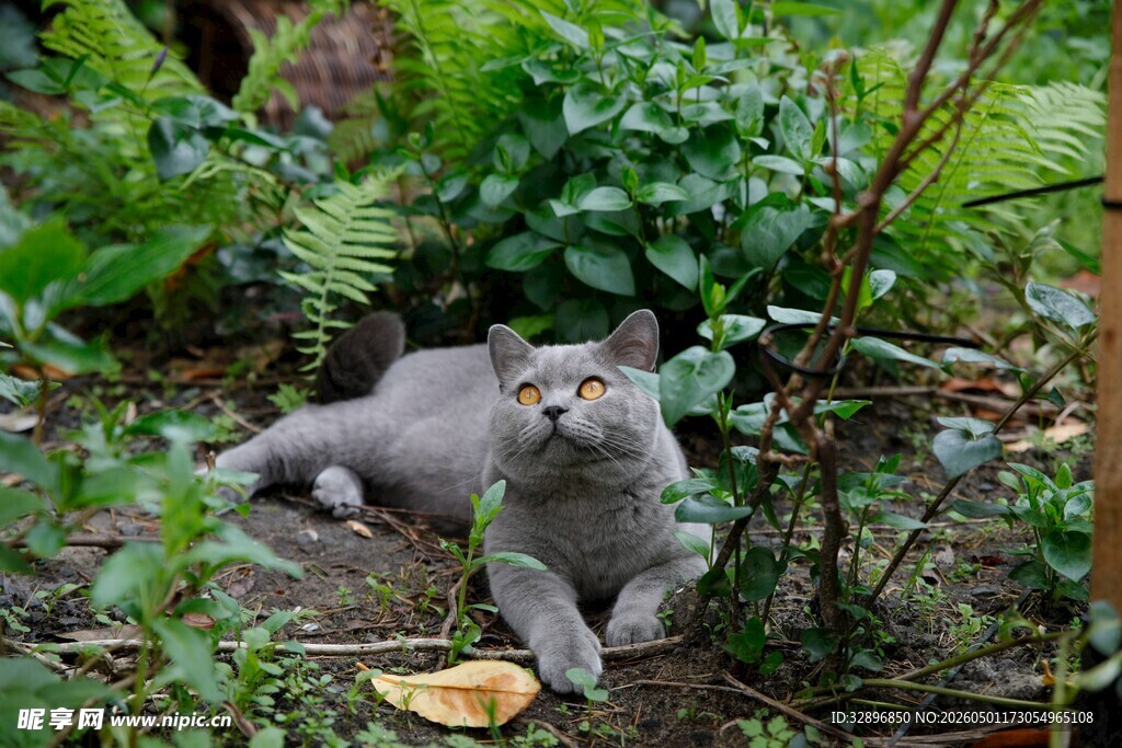 花园中休憩的灰猫