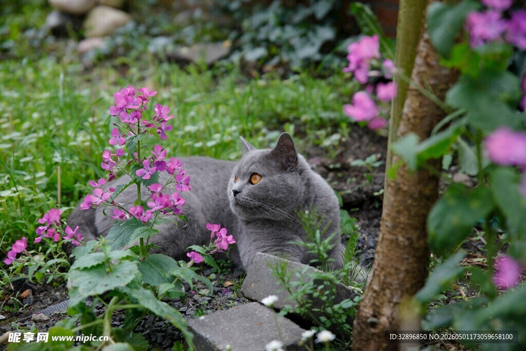 灰猫赏景于繁花绿植间