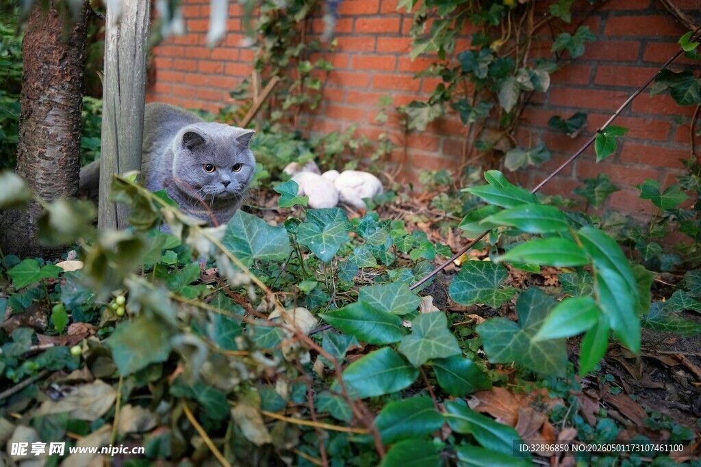 花园中萌态可掬的灰猫