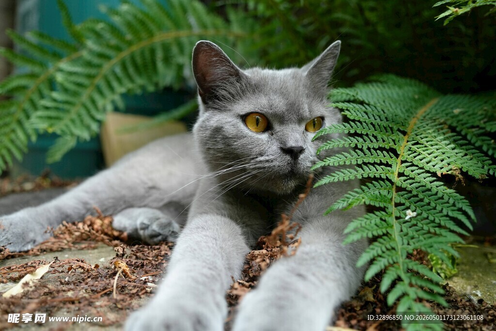 灰猫卧于绿植间