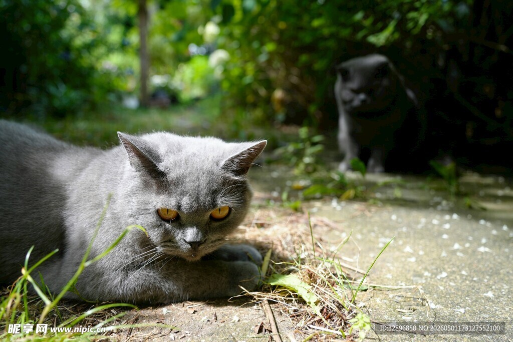草丛中的灰猫