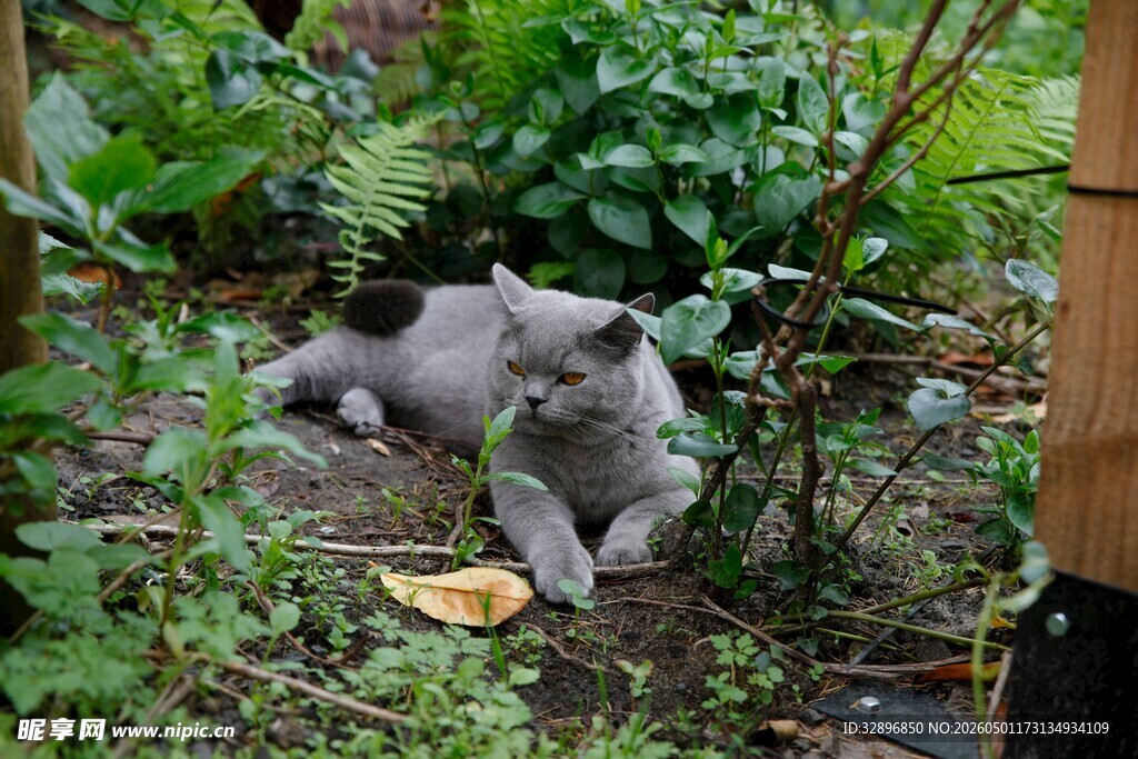 花园中休憩的灰色猫咪