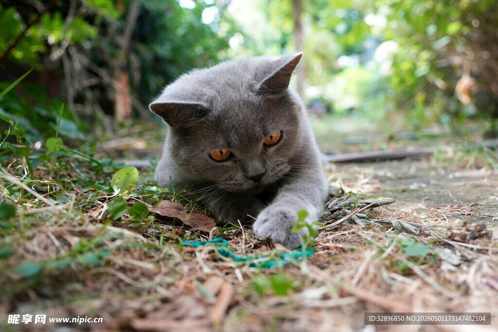 灰猫于草地专注觅食