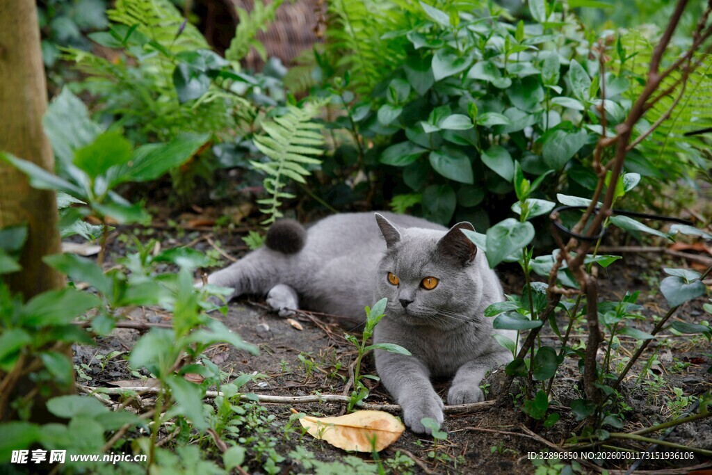林间休憩的猫咪