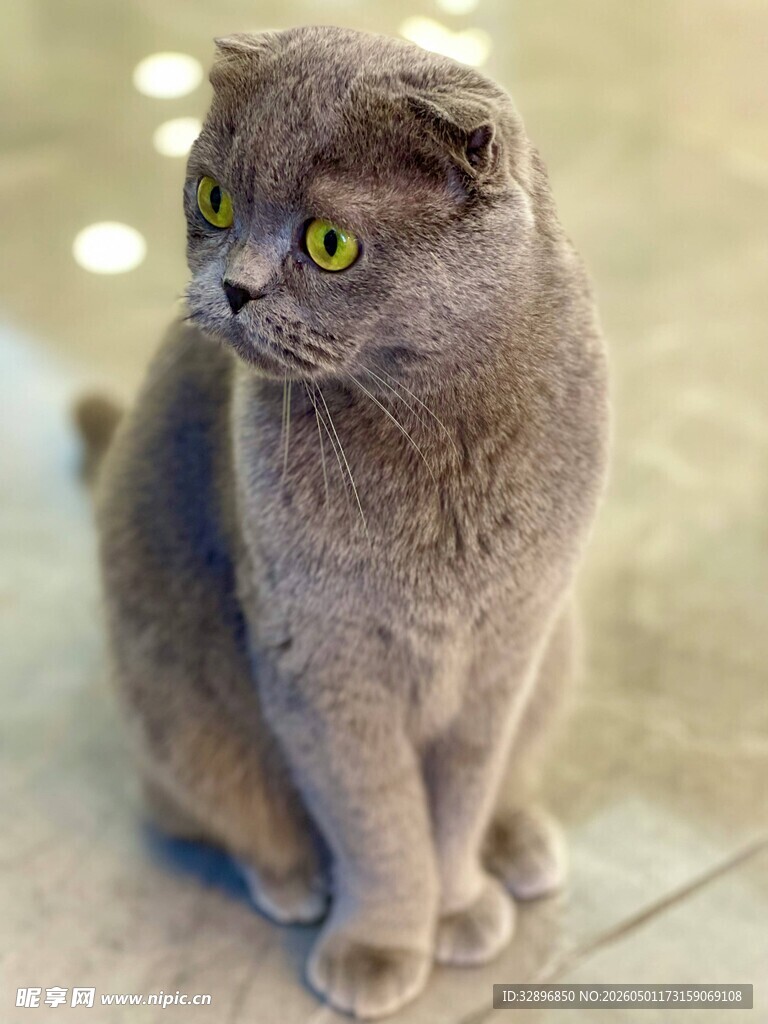 可爱折耳猫静坐
