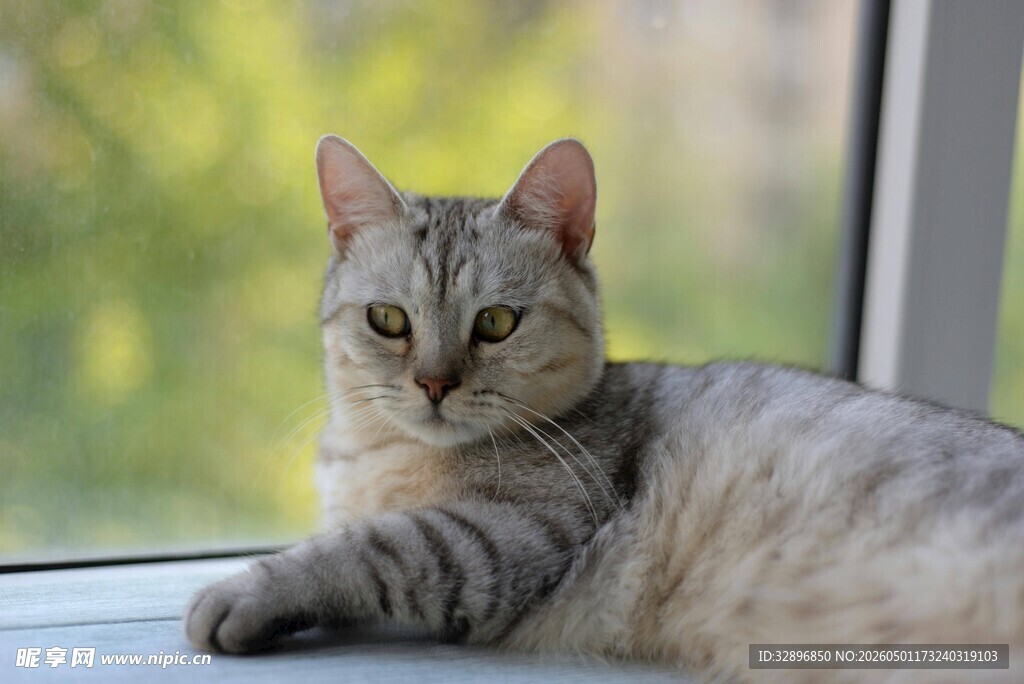窗边慵懒猫咪
