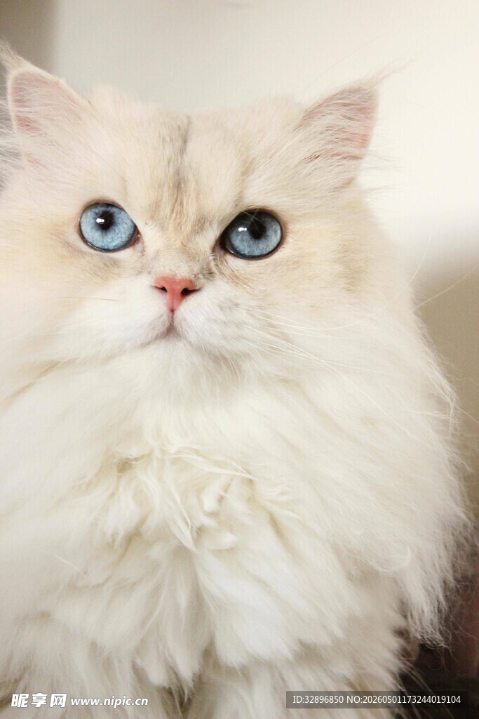 蓝眼白毛长毛猫特写