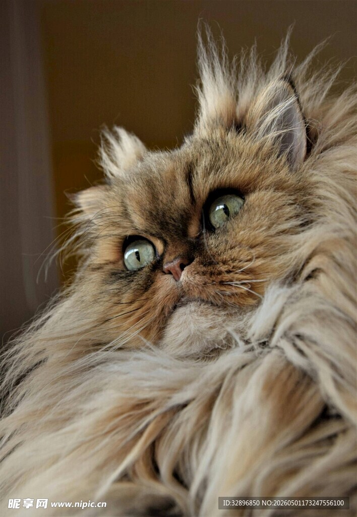 长毛猫咪的可爱瞬间