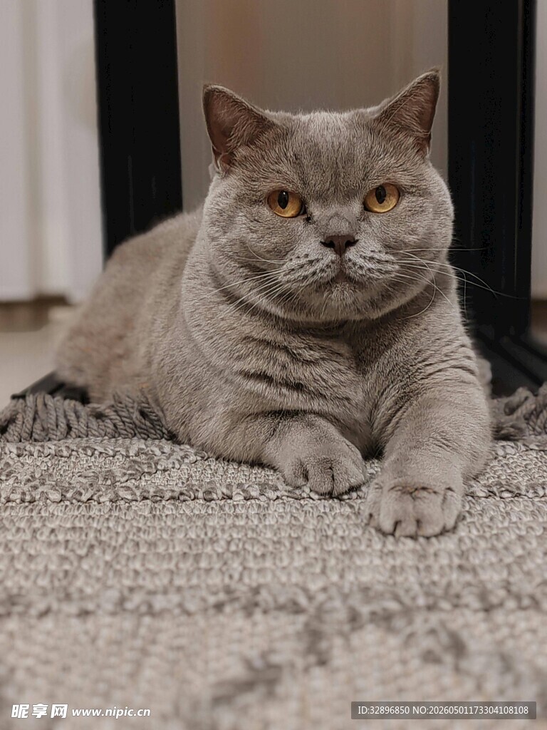 灰色英短猫悠闲趴地