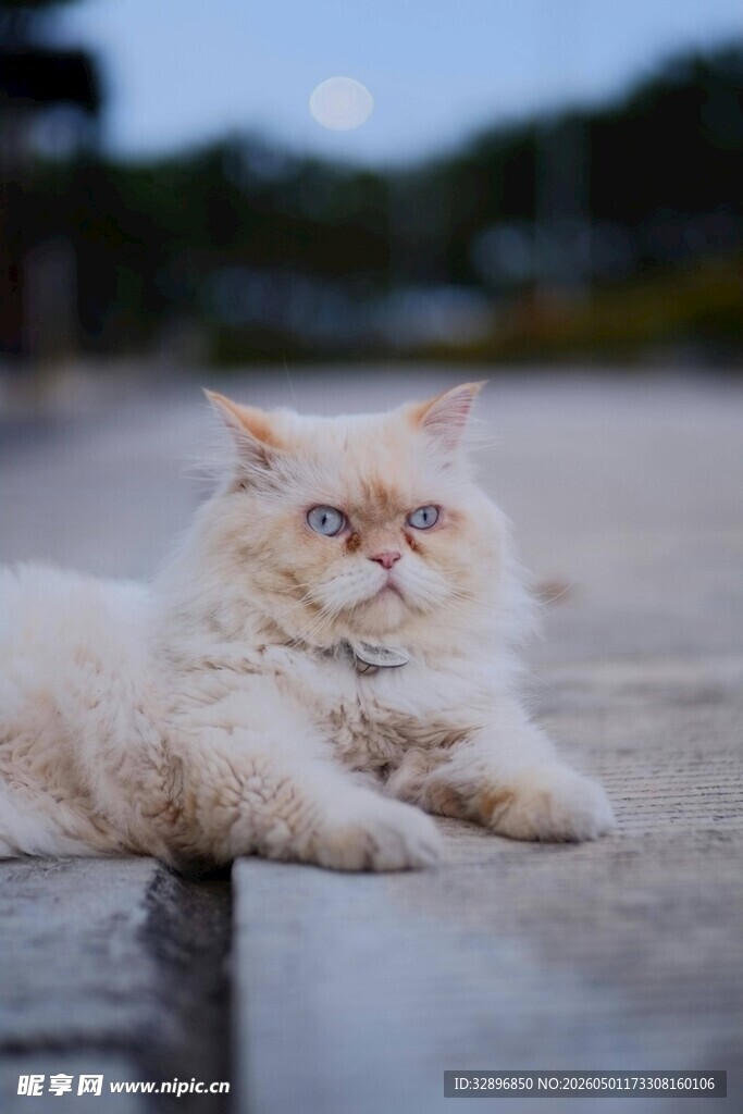 慵懒猫咪惬意趴卧