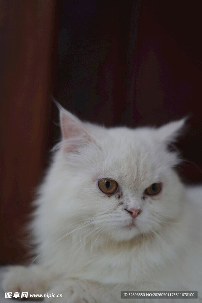 白色长毛猫悠闲趴卧