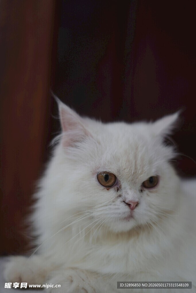 白色长毛猫咪安静趴卧