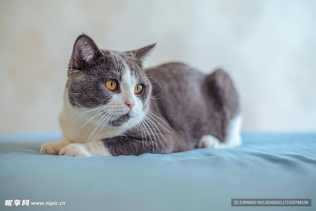可爱猫咪侧卧蓝色垫子上