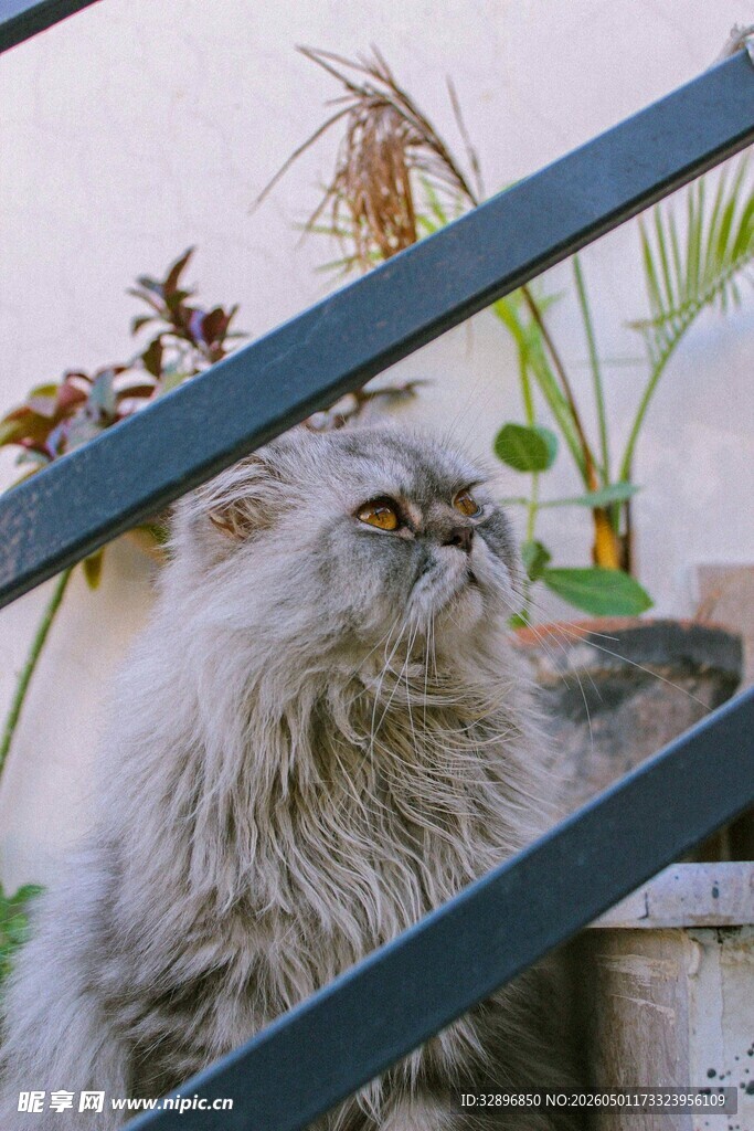 窗边猫咪与绿植的惬意时刻