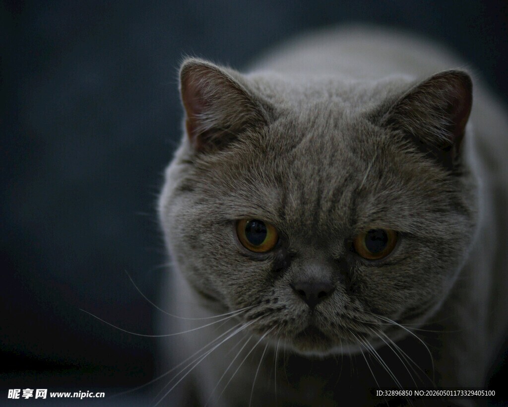 灰毛萌猫特写