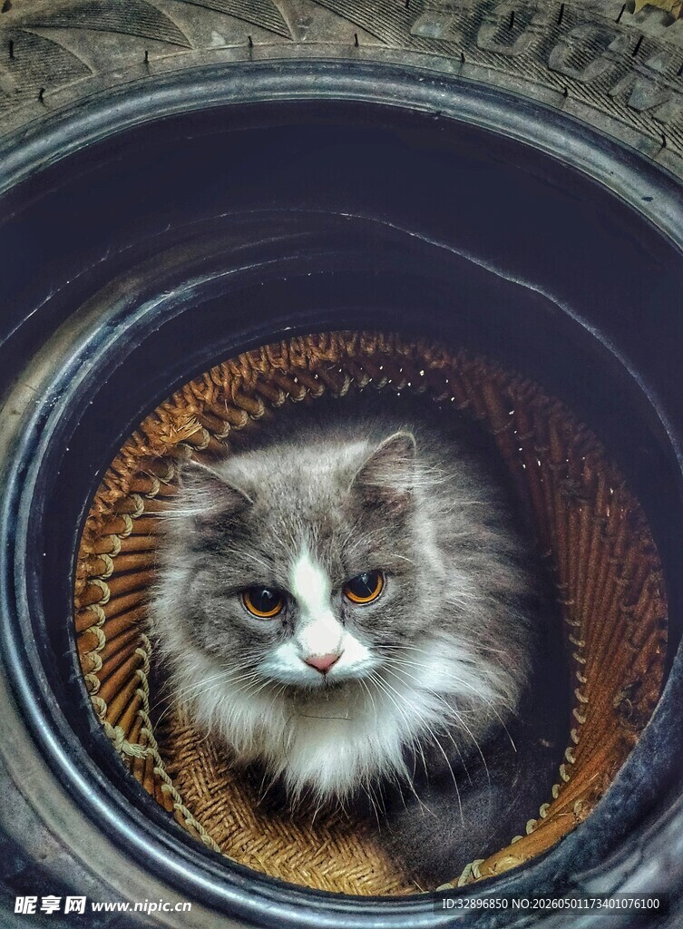 桶中萌猫