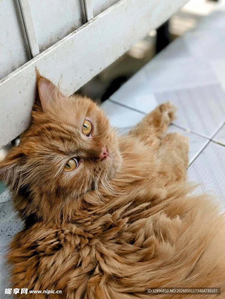 慵懒橘猫惬意躺卧
