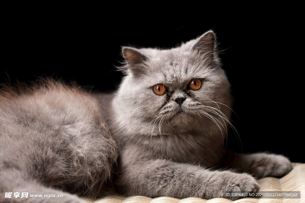 可爱灰毛猫咪慵懒趴卧