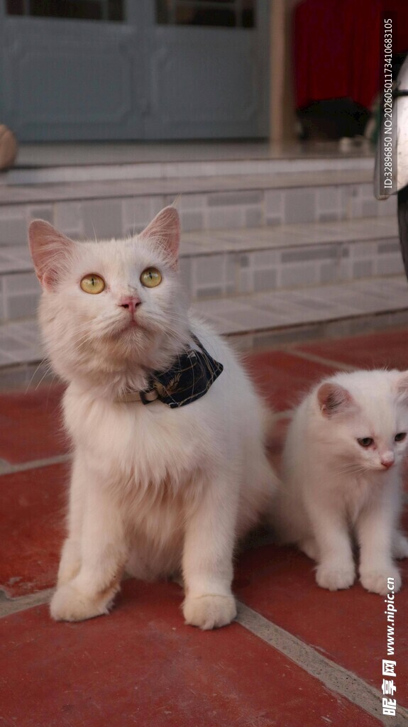 两只猫咪相伴于台阶上