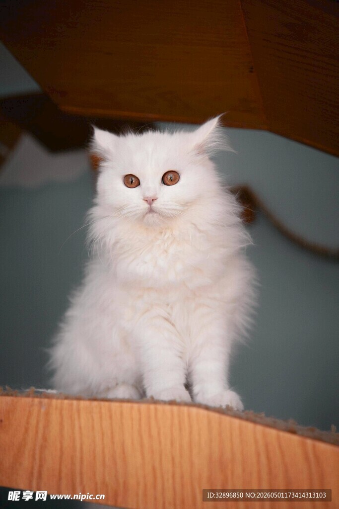 白色长毛小猫端坐