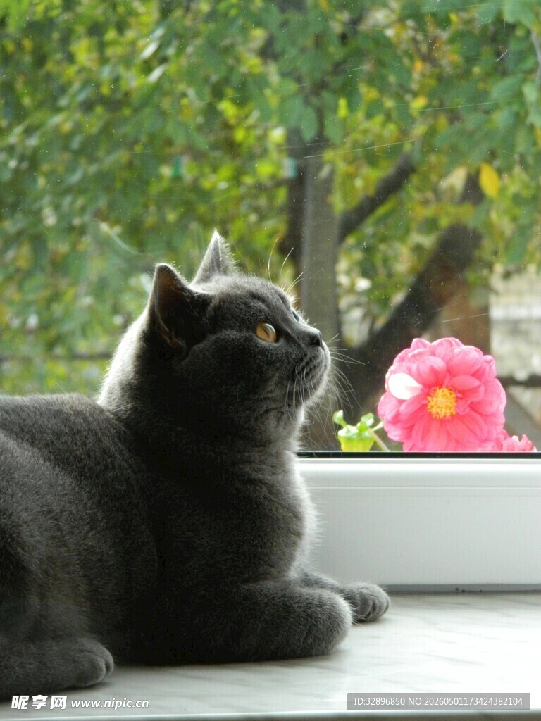 窗边灰猫赏景