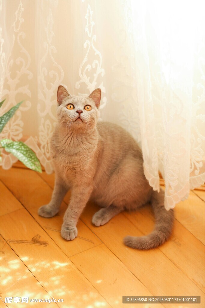 窗边萌猫惬意坐