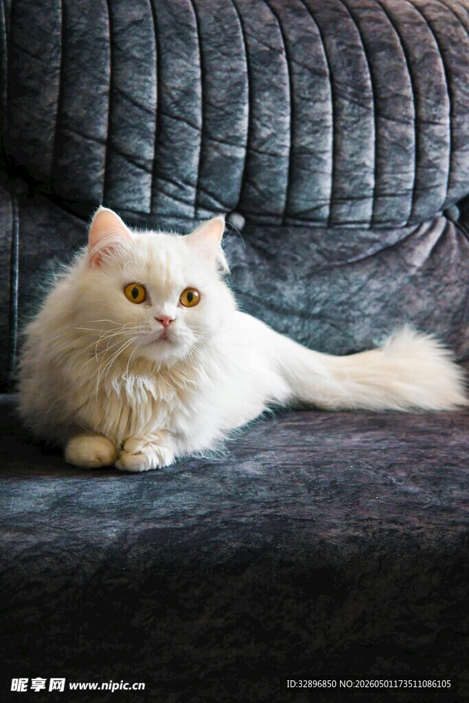 沙发上的可爱白毛猫咪