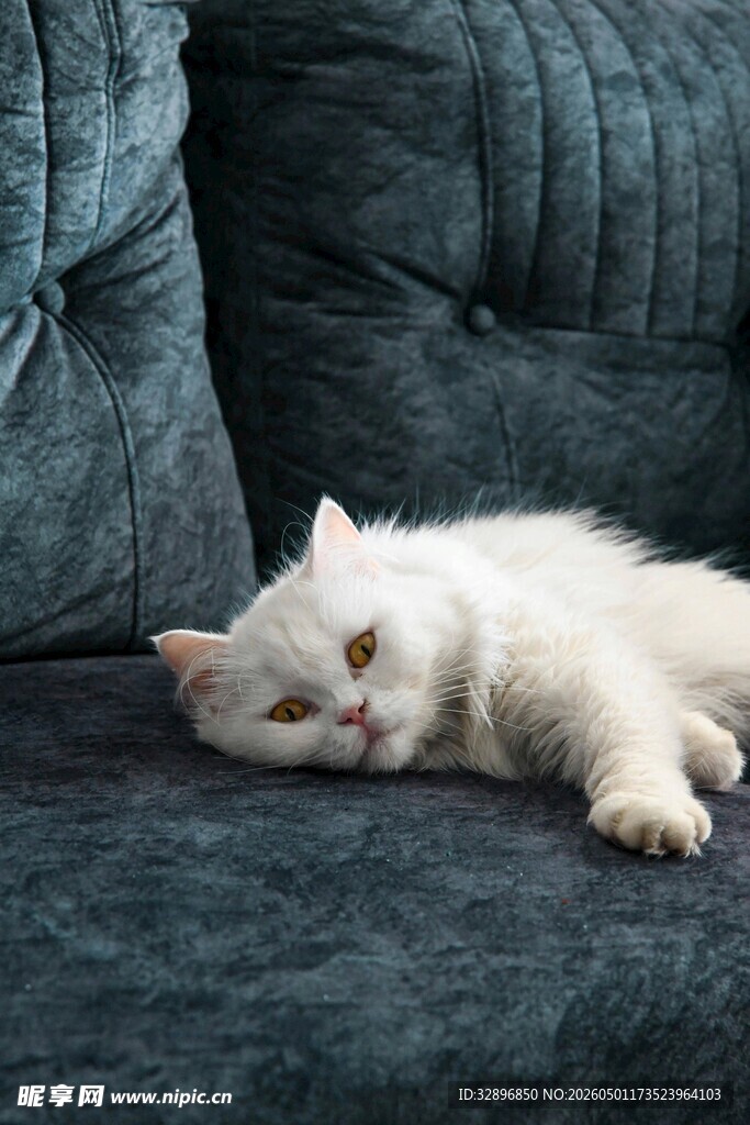沙发上慵懒的白色猫咪