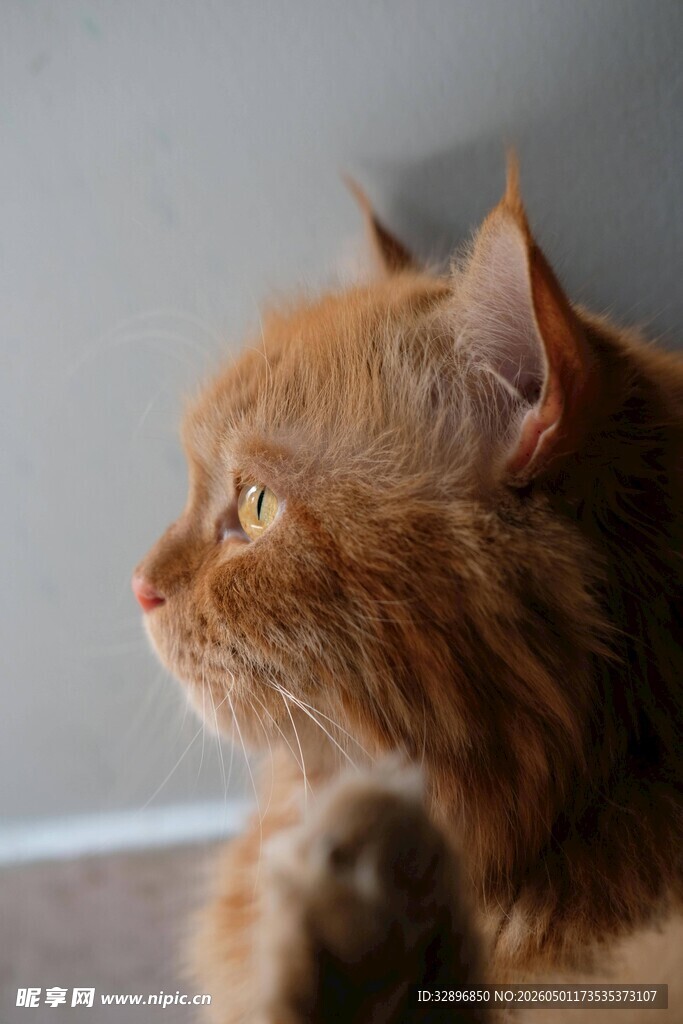 橘猫侧脸特写