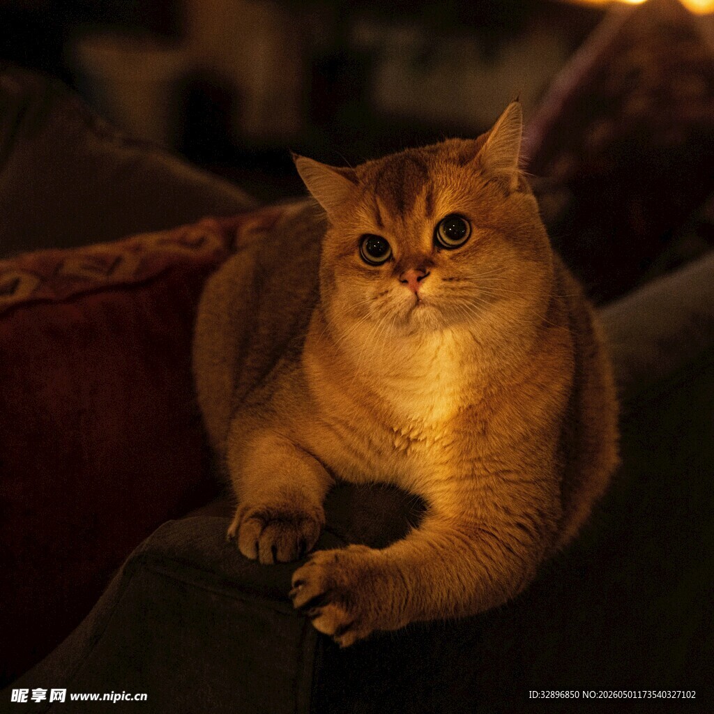 金渐层猫咪慵懒姿态