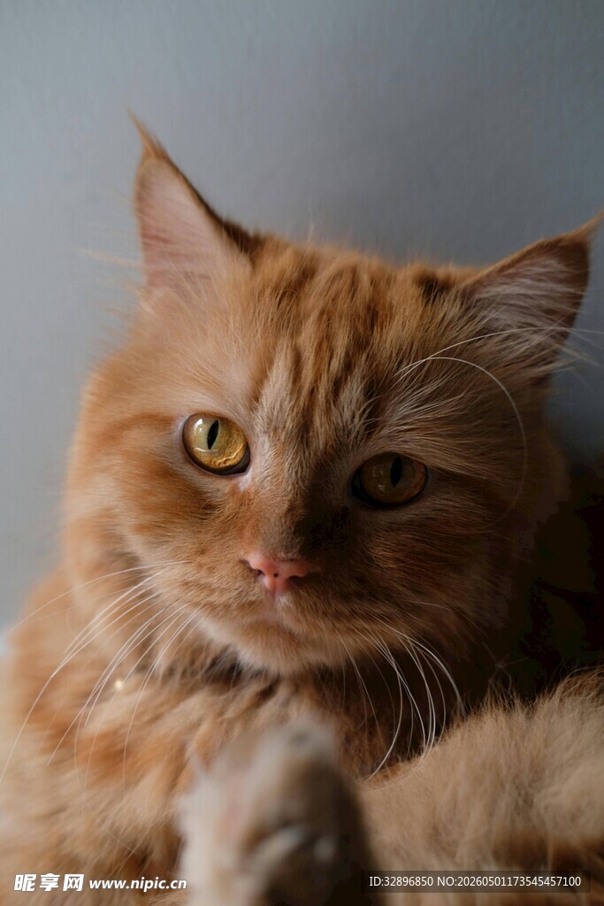橘色长毛猫特写