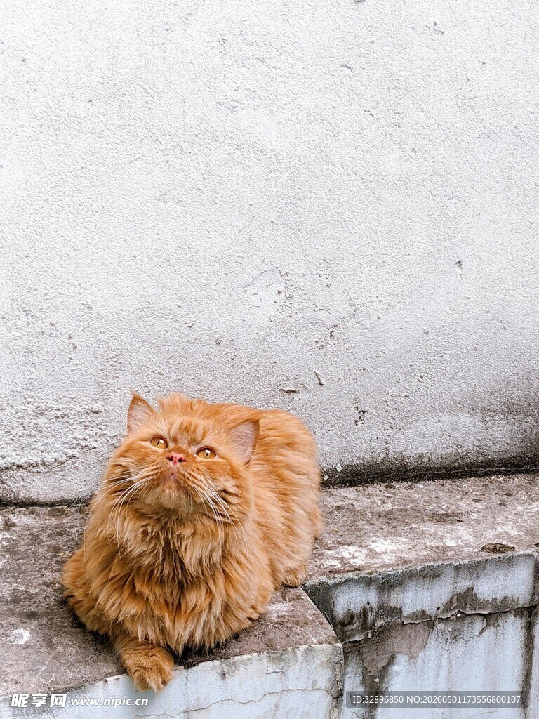 橘猫慵懒趴于石沿