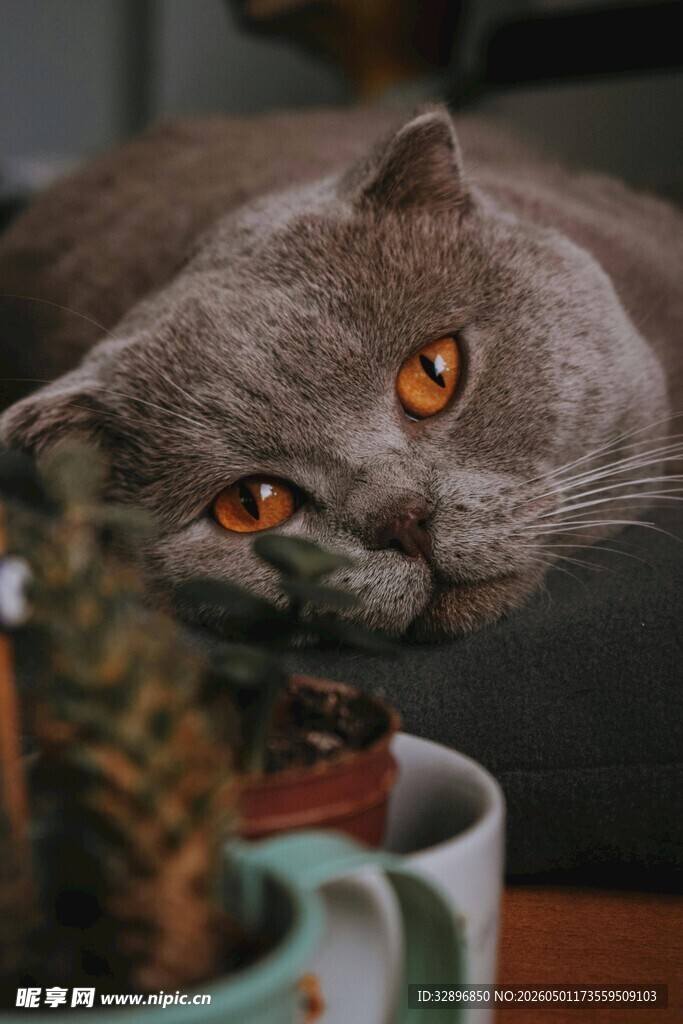 灰猫探头望绿植