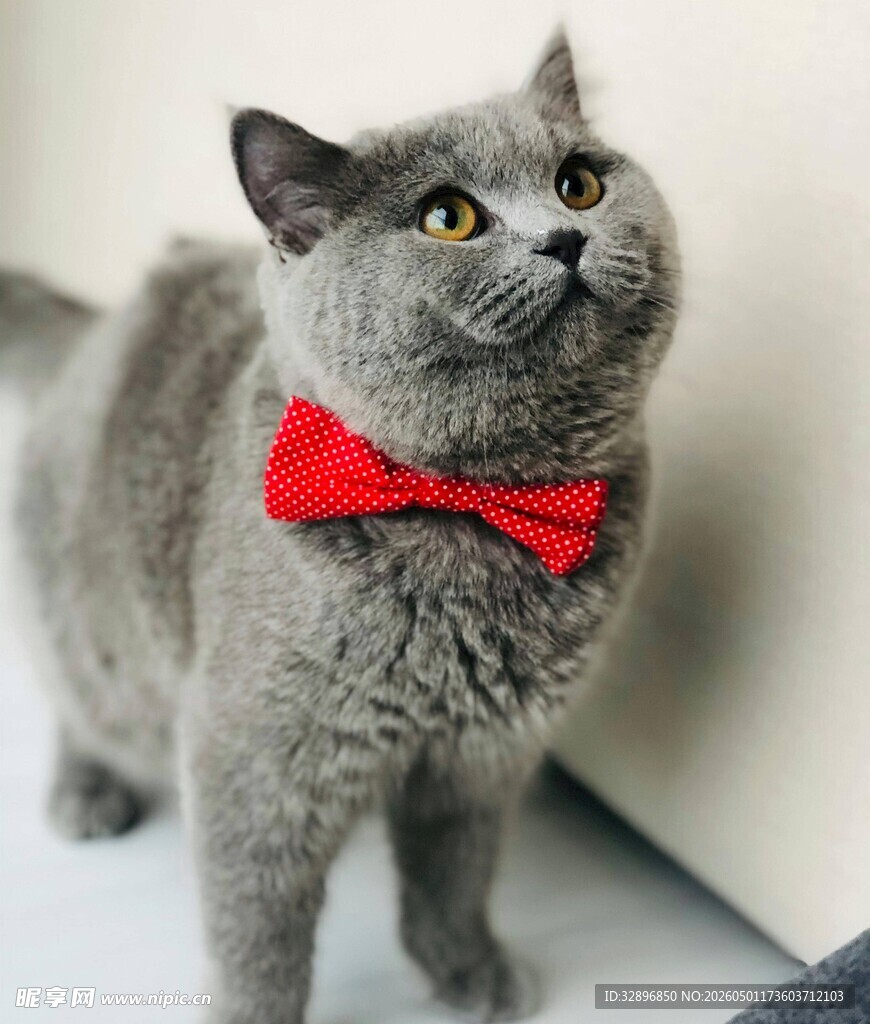 戴领结的萌态灰猫
