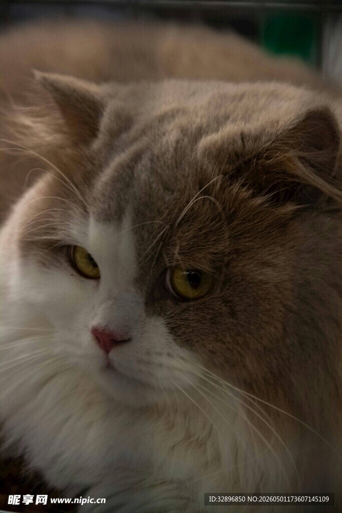 慵懒长毛猫